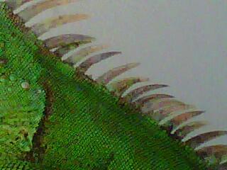 iguana ijo female 1 meter semarang