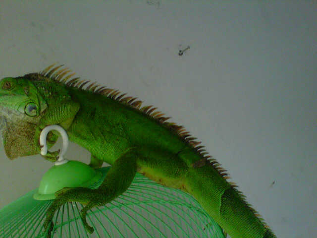 iguana ijo female 1 meter semarang