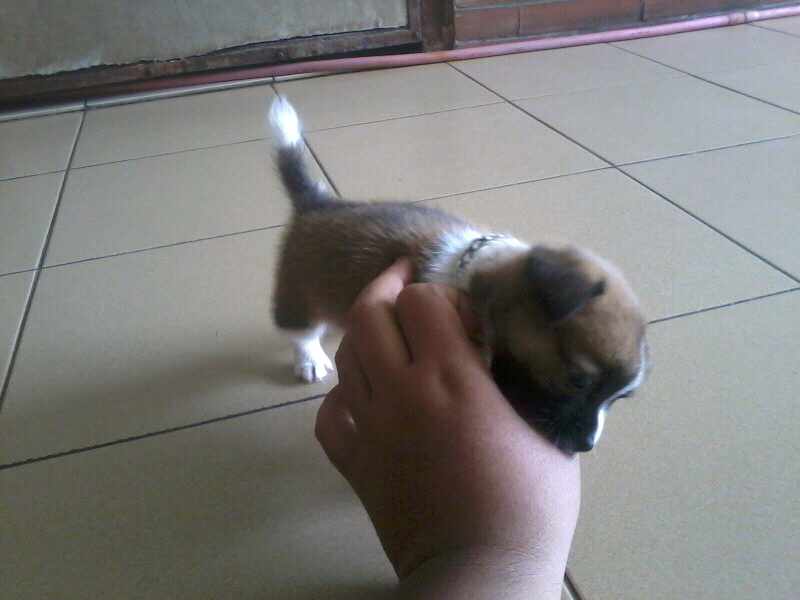 ANAK'AN ANJING