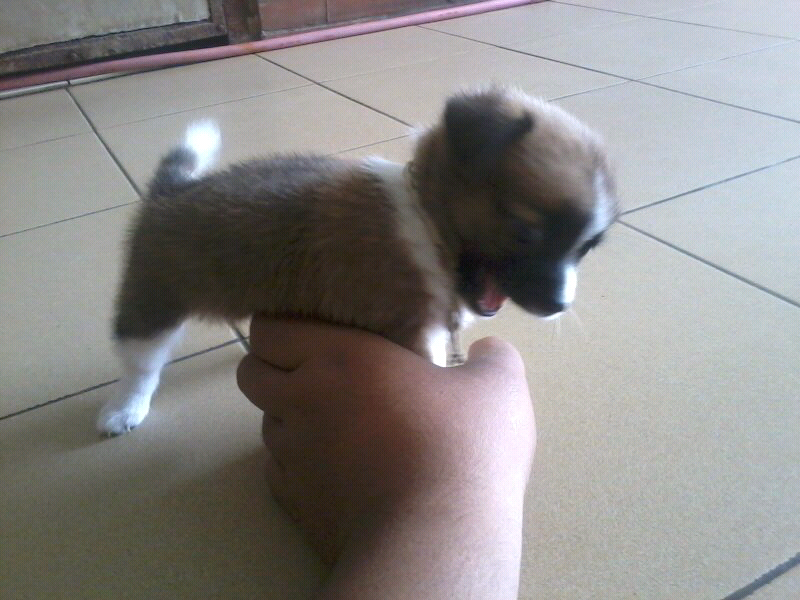 ANAK'AN ANJING