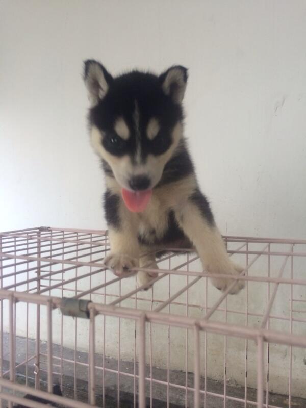 8 newborn siberian husky FOR SALE!! Super cute!!!