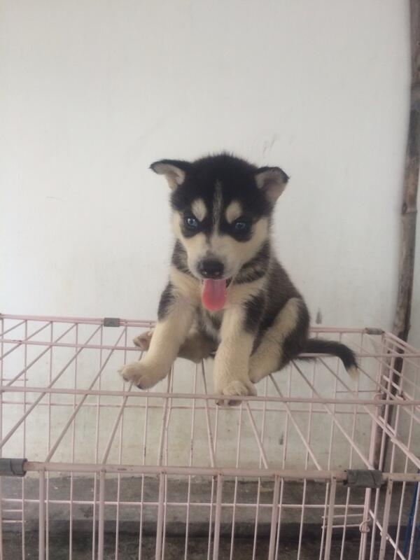 8 newborn siberian husky FOR SALE!! Super cute!!!