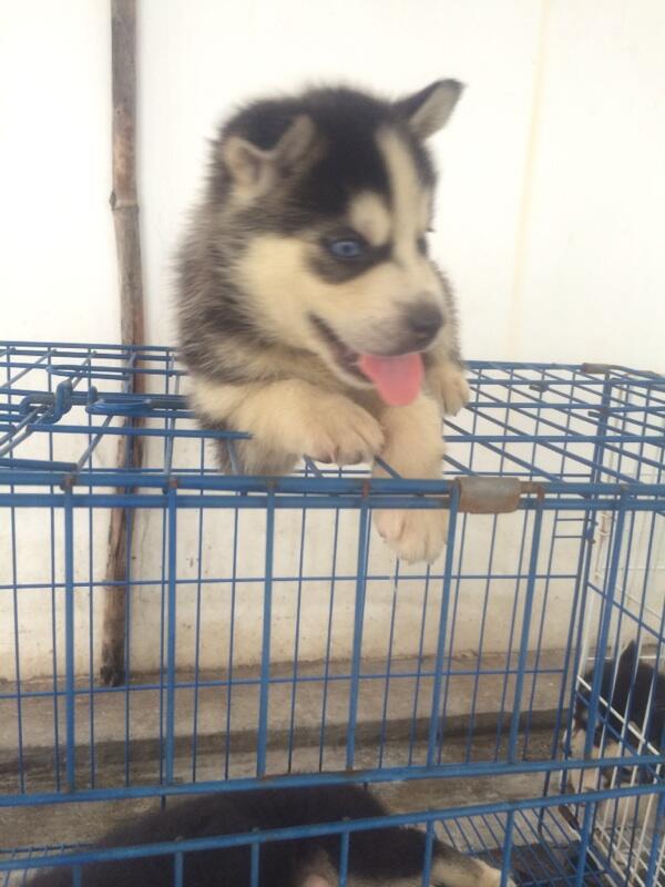 8 newborn siberian husky FOR SALE!! Super cute!!!