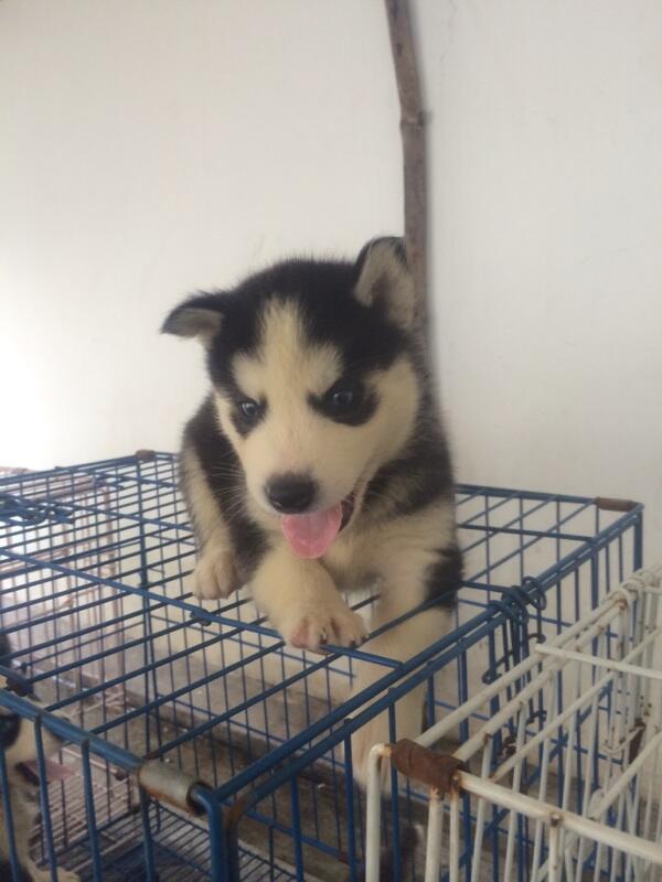 8 newborn siberian husky FOR SALE!! Super cute!!!