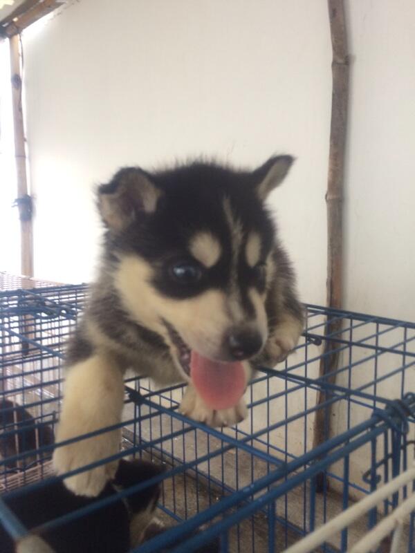 8 newborn siberian husky FOR SALE!! Super cute!!!