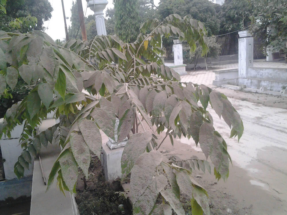 dampak meletusnya gunung kelud sampai Sragen jawa tengah