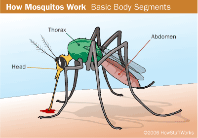 Kenapa Nyamuk suka Terbang di sekitar Telinga kita? Temukan Jawabannya disini.