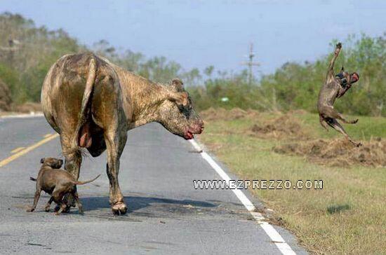 Sapi banting Anjing sampai mati