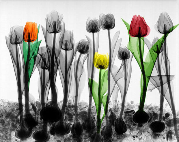 Indahnya Hasil Foto Ronsen Hewan &amp; Tumbuhan Ini