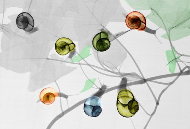 Indahnya Hasil Foto Ronsen Hewan &amp; Tumbuhan Ini