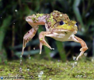 Memahami Istilah Kecepatan Rana atau Shutter Speed dalam Fotografi