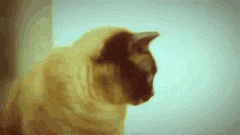 Kumpulan gambar gif kucing keren + kocak &#91;CAT LOVER masuk&#93;