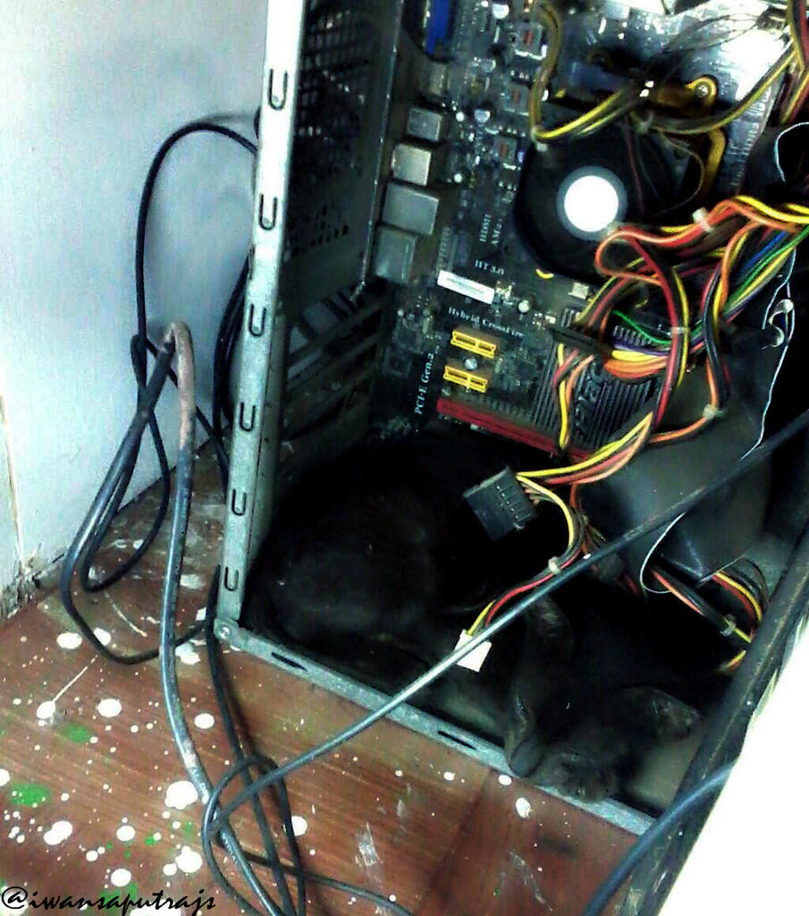Entah Apa yang sedang Dipikirkan kucing ini gan ??