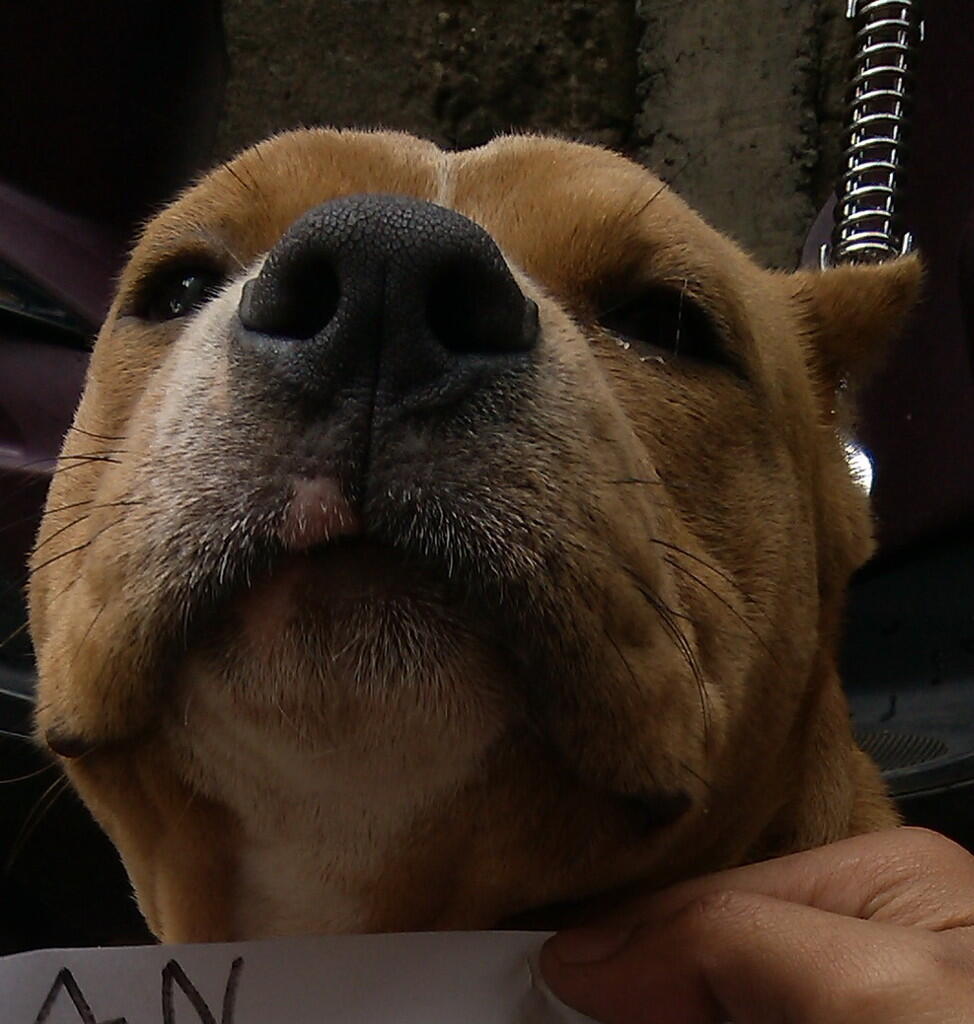 SPECIAL QUALITY AMERICAN BULLY & APBT