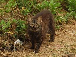 kisah burung pipit kerbau dan kucing