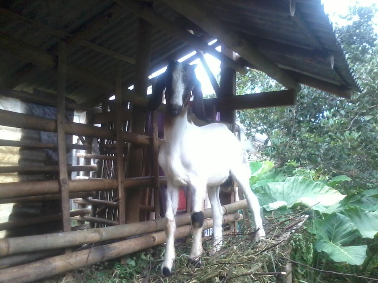 Kambing ini ane foto diem aja gan..