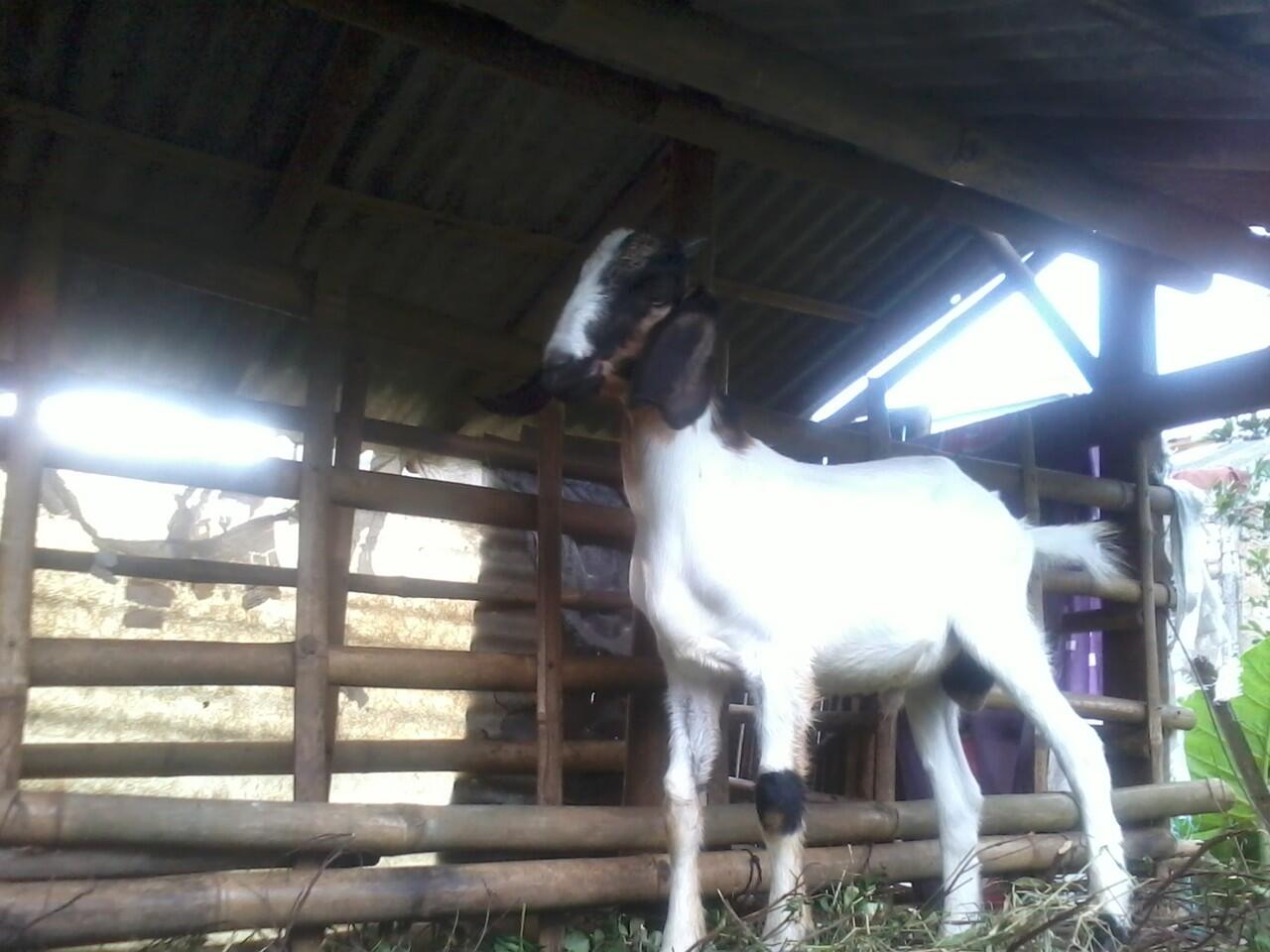 Kambing ini ane foto diem aja gan..