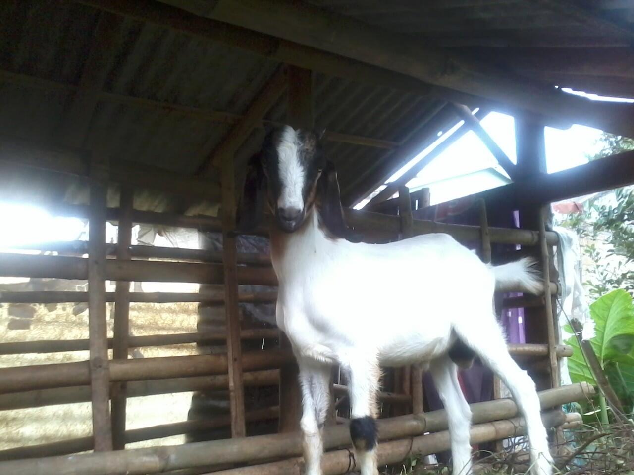 Kambing ini ane foto diem aja gan..