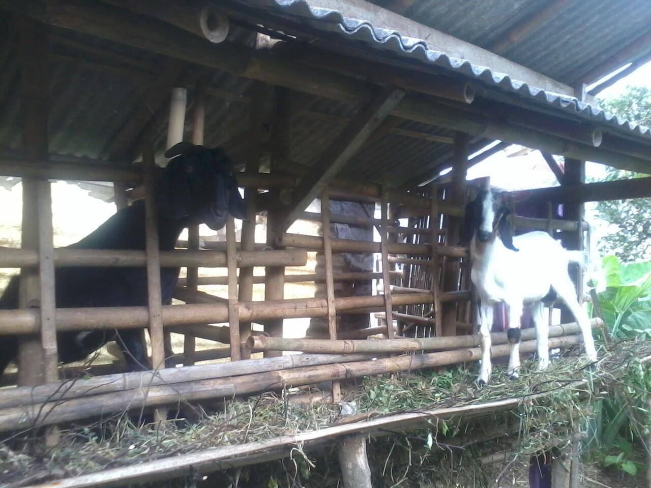 Kambing ini ane foto diem aja gan..