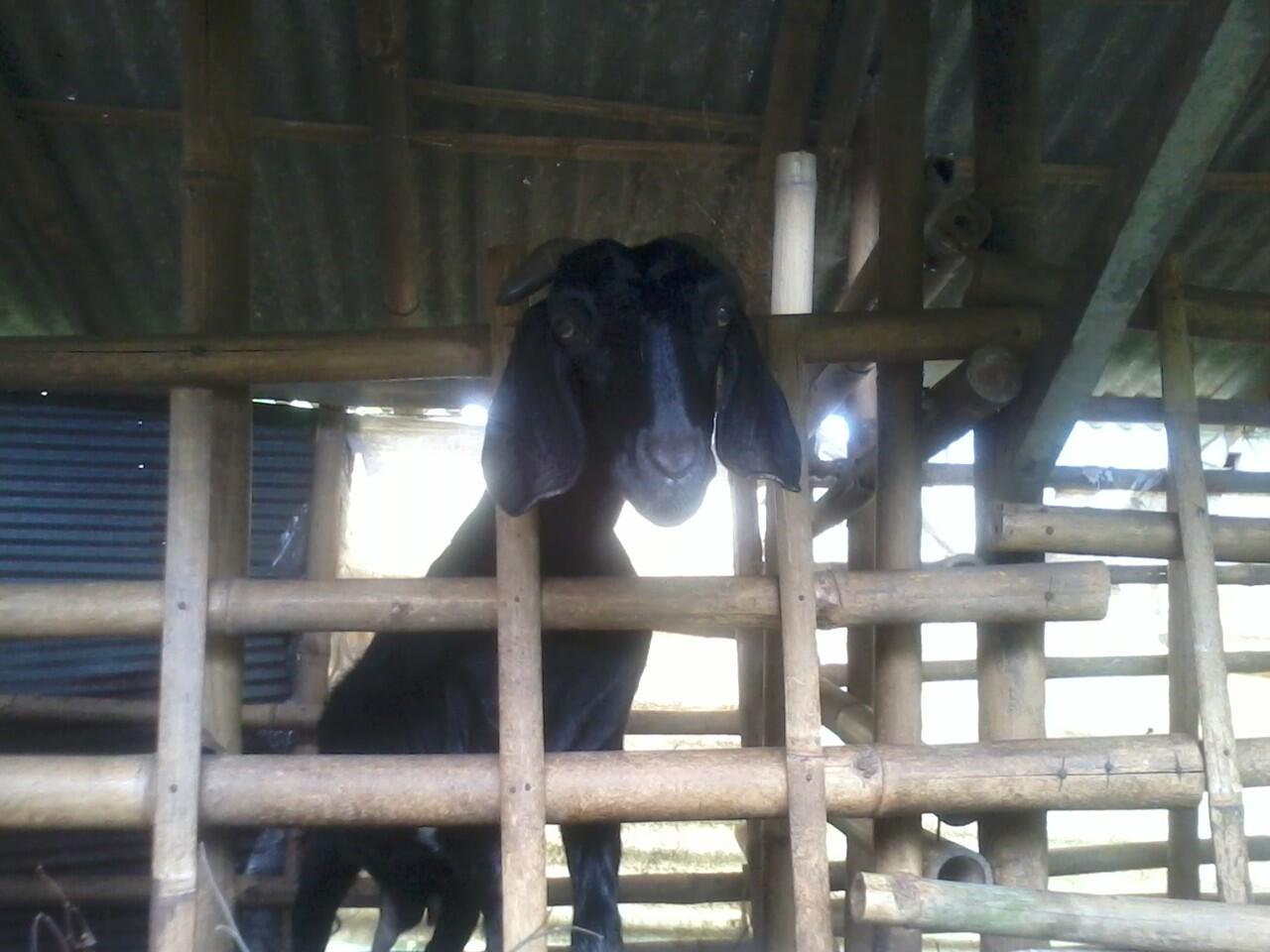 Kambing ini ane foto diem aja gan..