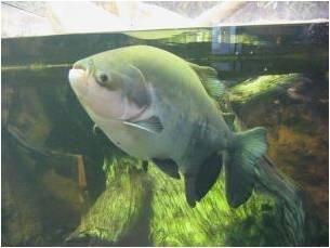 Gokil... Nih ikan punya Struktur Gigi kaya Manusia