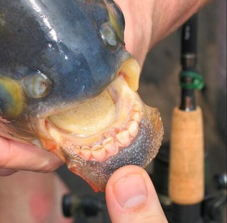 Gokil... Nih ikan punya Struktur Gigi kaya Manusia