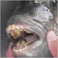 Gokil... Nih ikan punya Struktur Gigi kaya Manusia