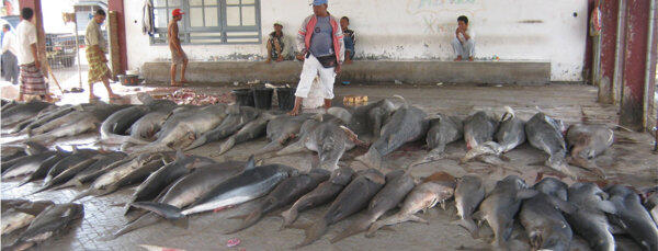 &#91;MIRIS&#93; Pelelangan Ikan Hiu dan Manta di Lombok #SaveShark