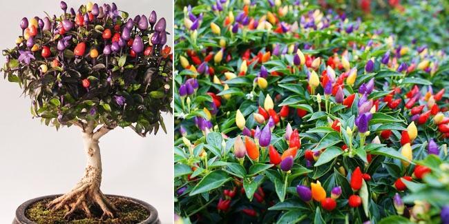 Cabe Rawit Asli Warna-Warni, Sumpah Keren Banget