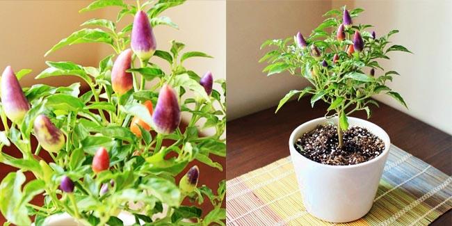 Cabe Rawit Asli Warna-Warni, Sumpah Keren Banget