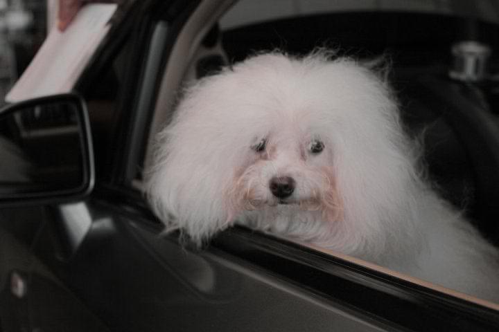 ANJING MINI MALTESE JANTAN CARI JODOH