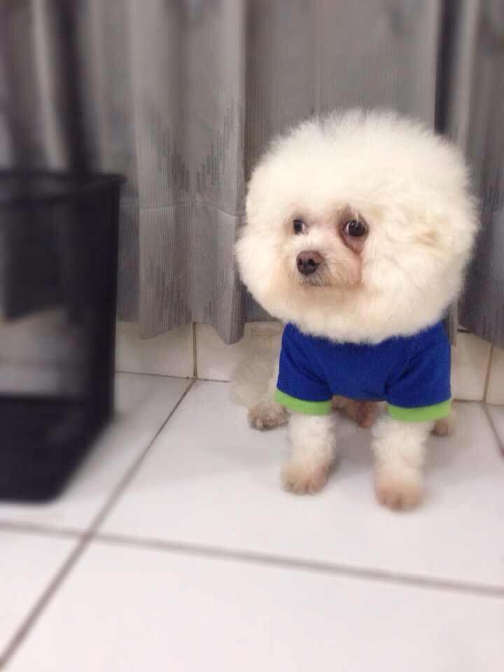 ANJING MINI MALTESE JANTAN CARI JODOH