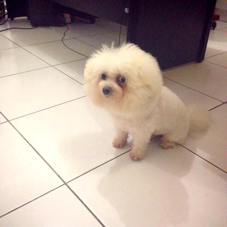 ANJING MINI MALTESE JANTAN CARI JODOH