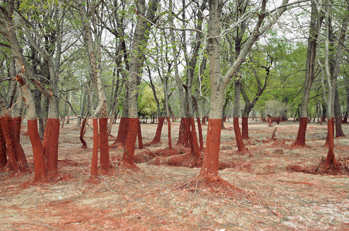 Tempat yang penuh warna ! Suatu keajaiban dari Alam .. ( Keren2 gan )