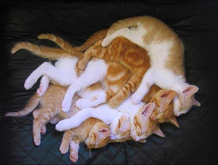 Kenapa kucing dipanggil PUS