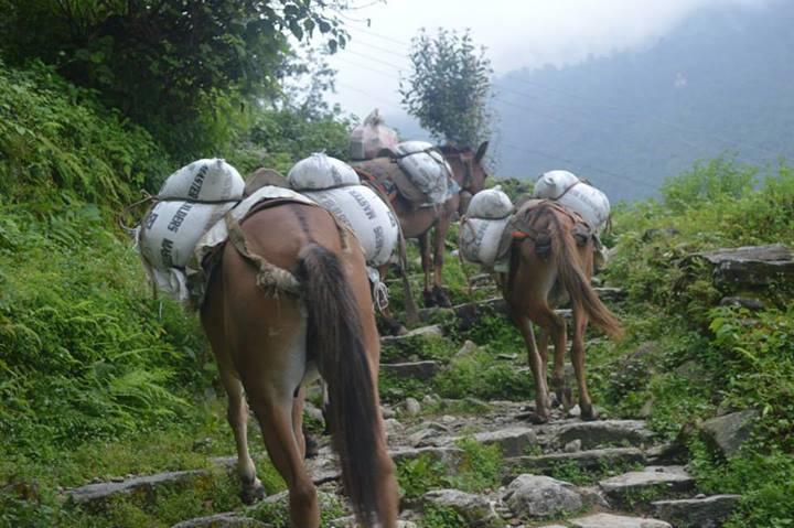 TREKKING MENUJU ABC VIA POON HILL ( perjalanan si kere di kawasan annapurna )