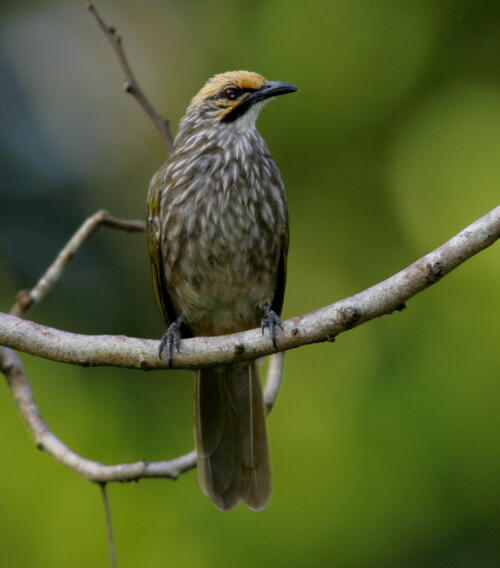 ***Burung Ocehan Indonesia yang Mulai Langka***