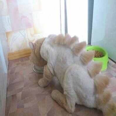 KUCING PUNYA SIAPA NI , KEJAM BGT