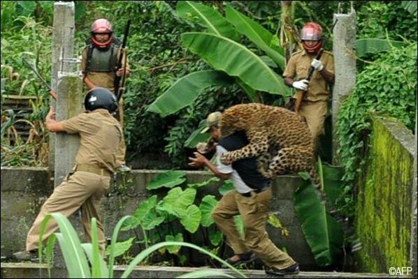 foto - foto serangan hewan yang tertangkap kamera 