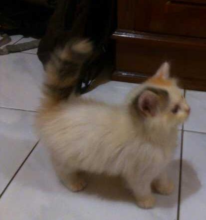 Kitten Betina Calico Semi LH Banyak BONUSS !!!