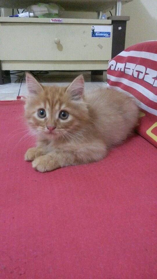 Terjual Kucing Persia Murah Long Hair Medium | KASKUS