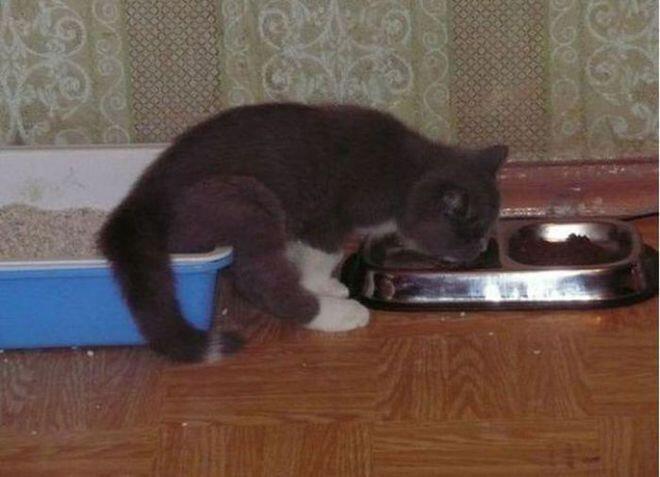 8 Foto Kegiatan Multitasking Manusia Paling Konyol , Cekimprot gan 