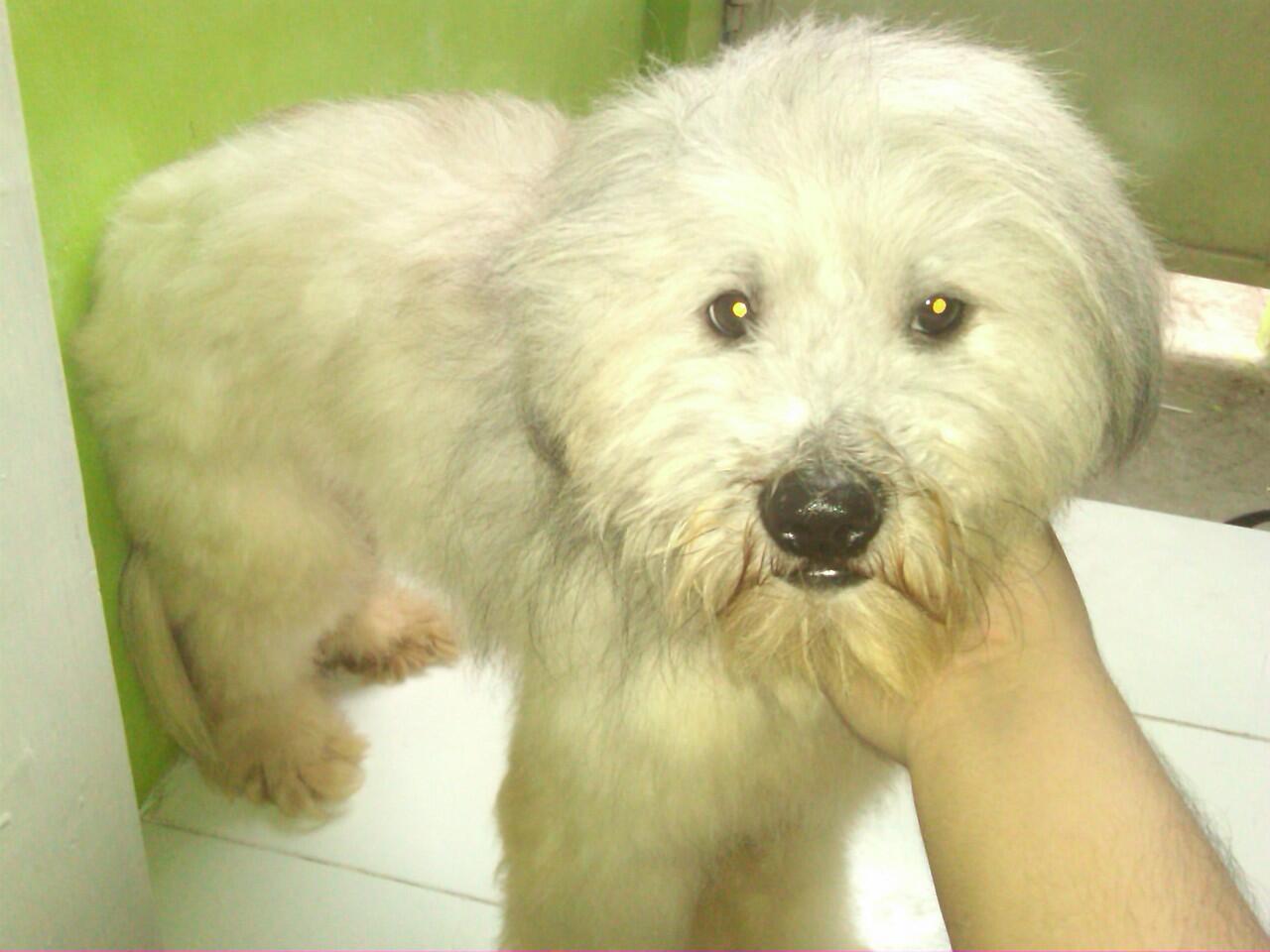 Terjual Anjing Malthese Bichon Frese Juara Got Talent 2012 Pudsey
