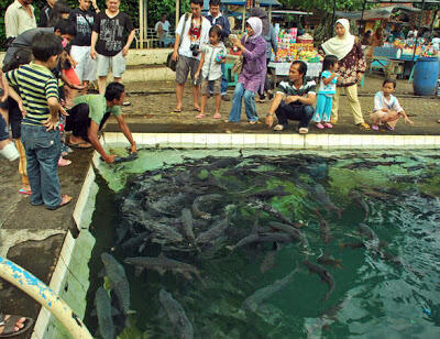 Kisah Ikan &quot;Dewa&quot; di Cibulan Kuningan Jawa Barat