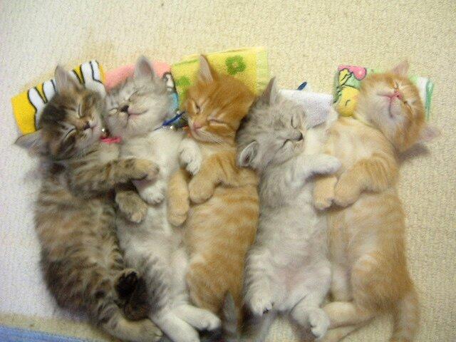 TENTANG KUCING, TERNYATA SELAMA INI