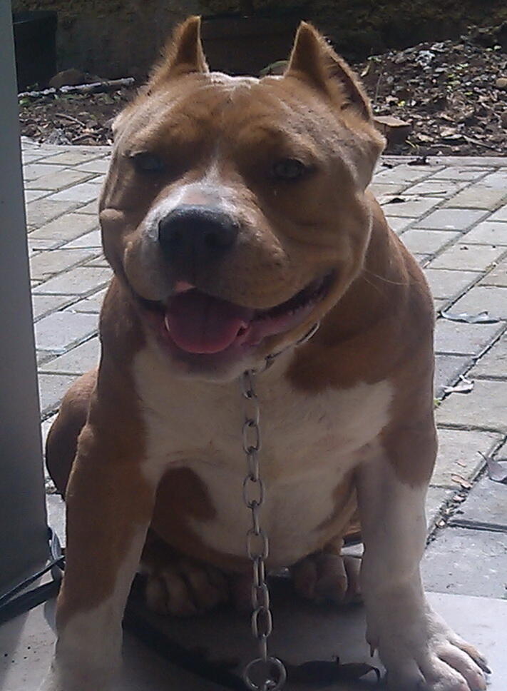 SPECIAL QUALITY AMERICAN BULLY & APBT