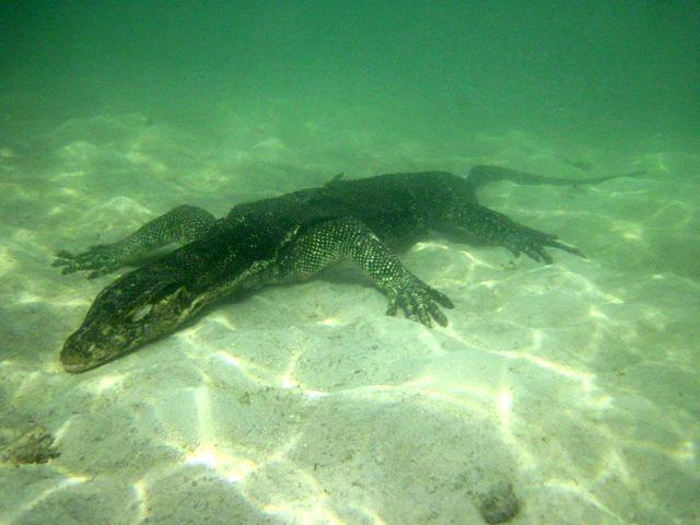 [Share Cost] Yuk jelajahi seru dan indahnya pulau biawak 11-13 April 2014