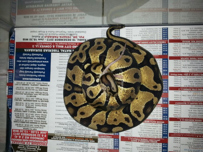 jual bp ball phytob morph pastel juve