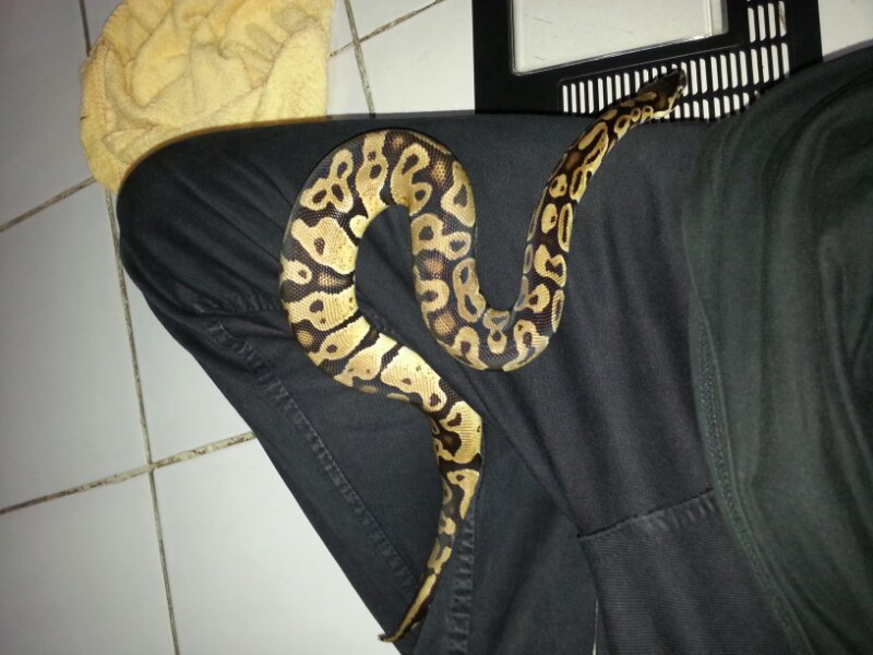 jual bp ball phytob morph pastel juve
