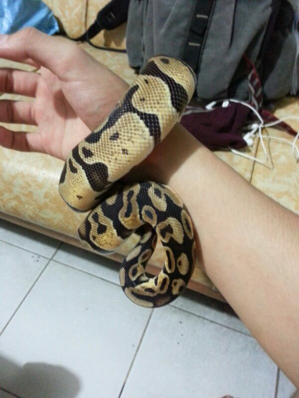 jual bp ball phytob morph pastel juve